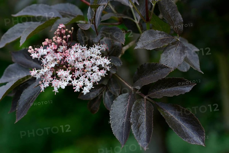 Black elderberry