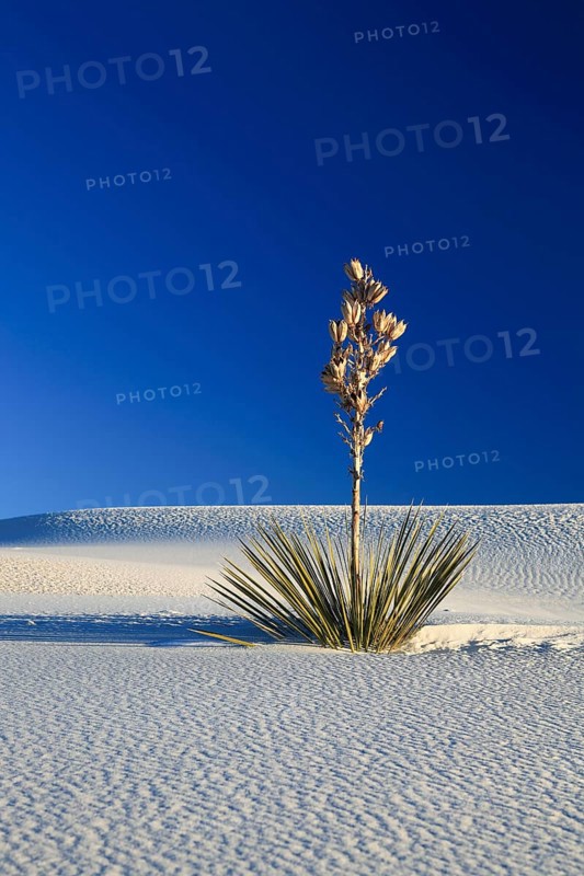 Yucca