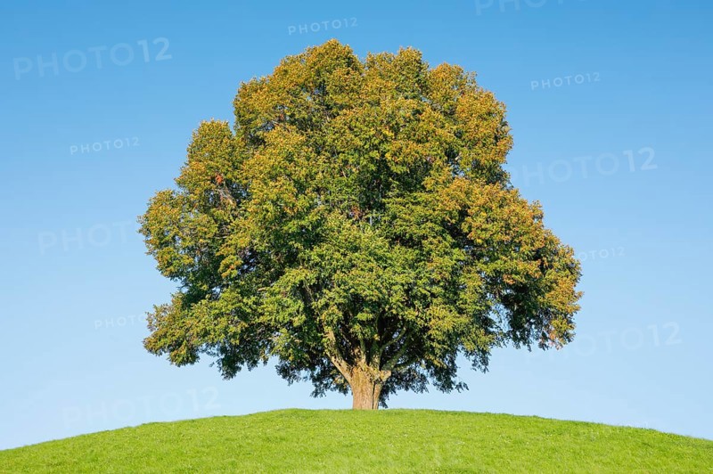 Linden tree on the Hirzel