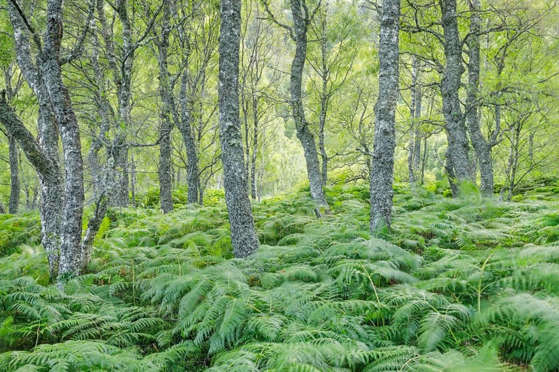 Birch forest