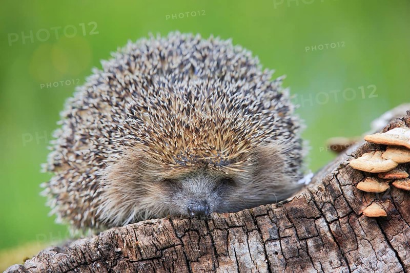 European hedgehog