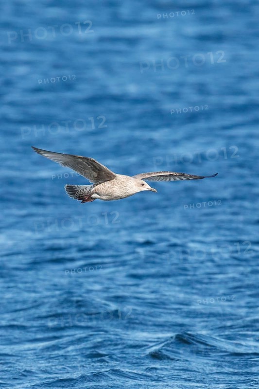 Yellow-legged gull