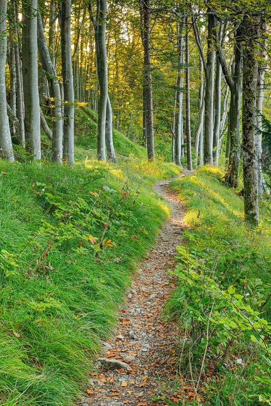 Waldweg