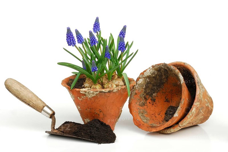 Grape hyacinths in clay pot