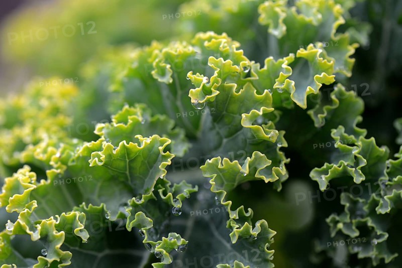 Kale