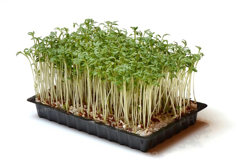 Garden cress