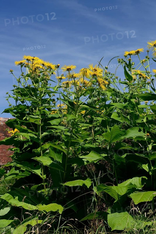 Elecampane