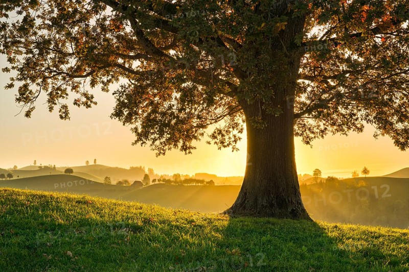 Oak at Hirzelpass