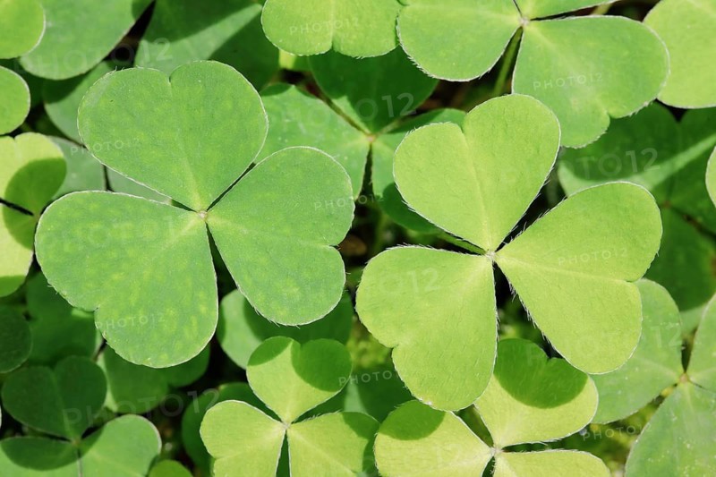 Forest clover