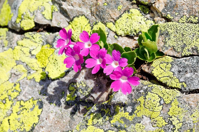 Stinking primrose