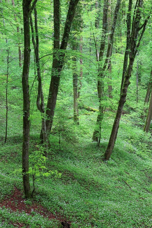Forest with blooming wild garlic in spring