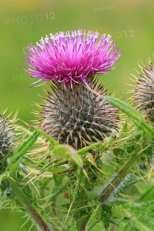 Thistle