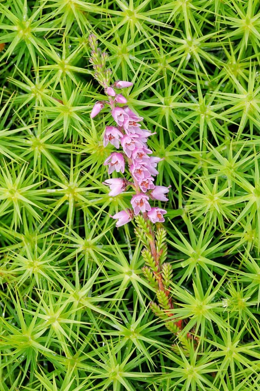 Heather flower and maidenhair moss