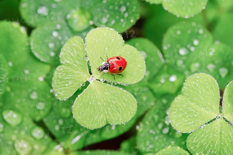 Two-spot ladybird on clover