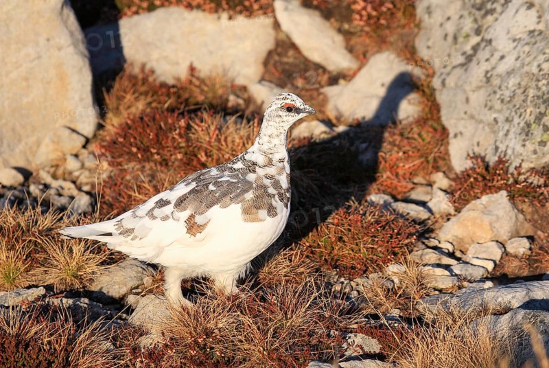 Rock Ptarmigan