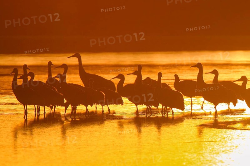Sandhill crane
