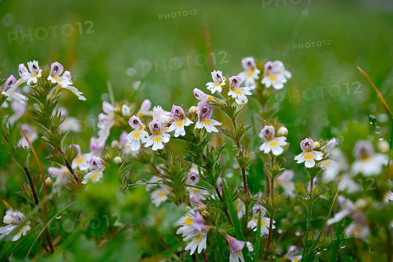 Eyebright