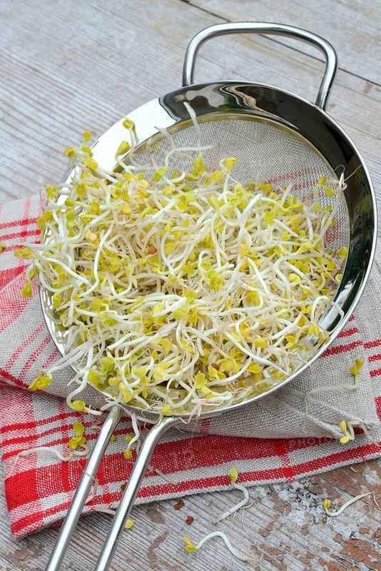 Red Radishsprouts