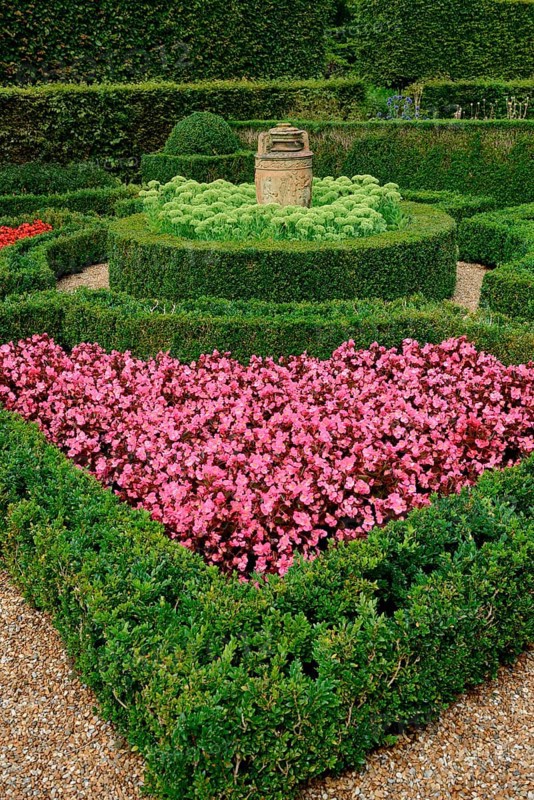 Common boxhedge