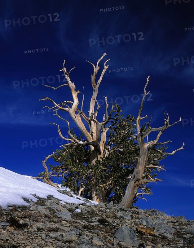 Rocky Mountain bristlecone pine