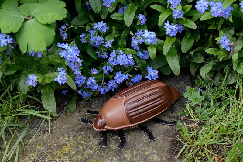 Chocolate cockchafer with flowers