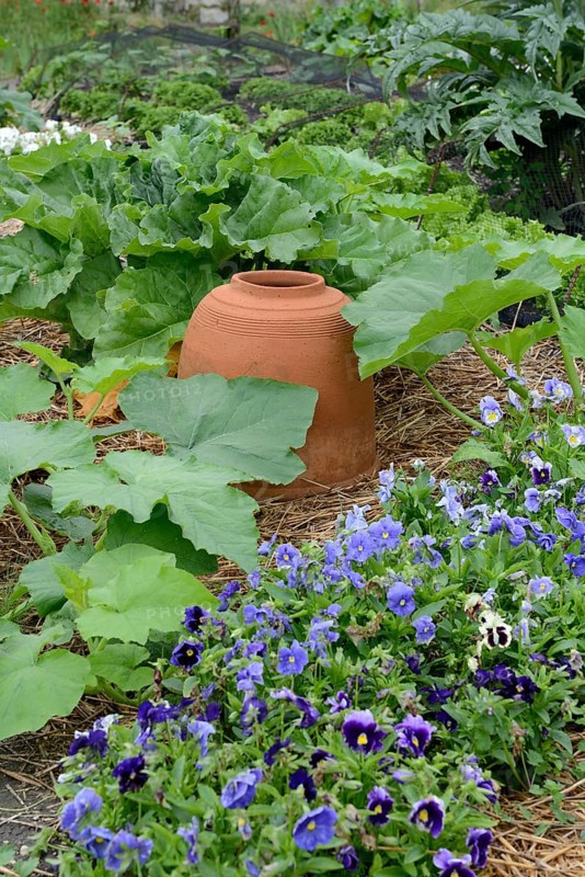 Rhubarb bleaching pot