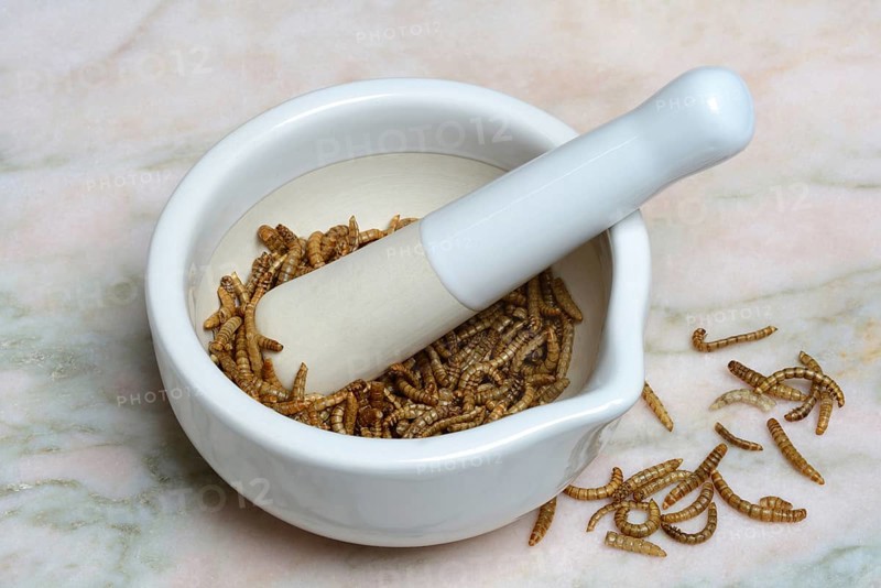 Flour worm
