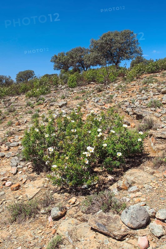 Lacquer cistus and cork oaks