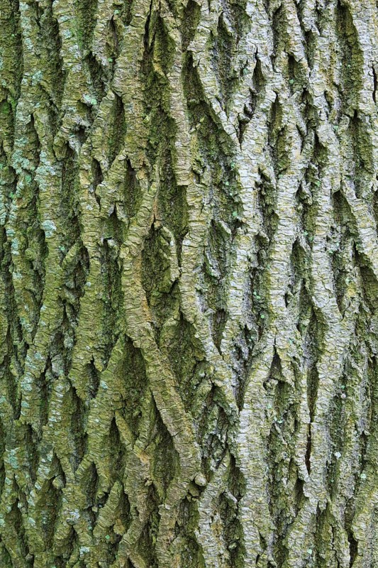 Maple
