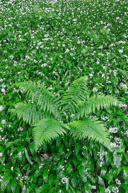 Fern and wild garlic
