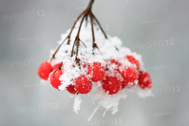 Guelder rose