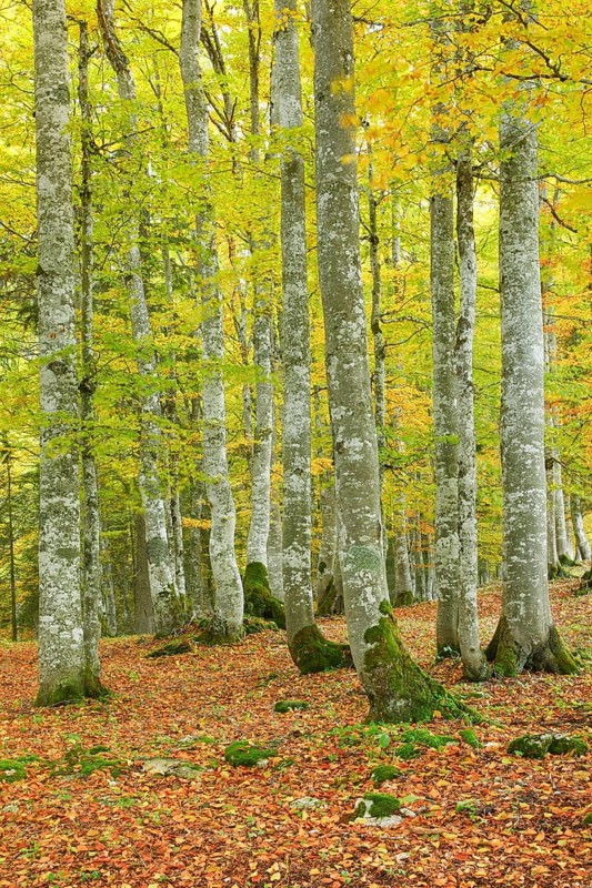 Beech forest in autumn