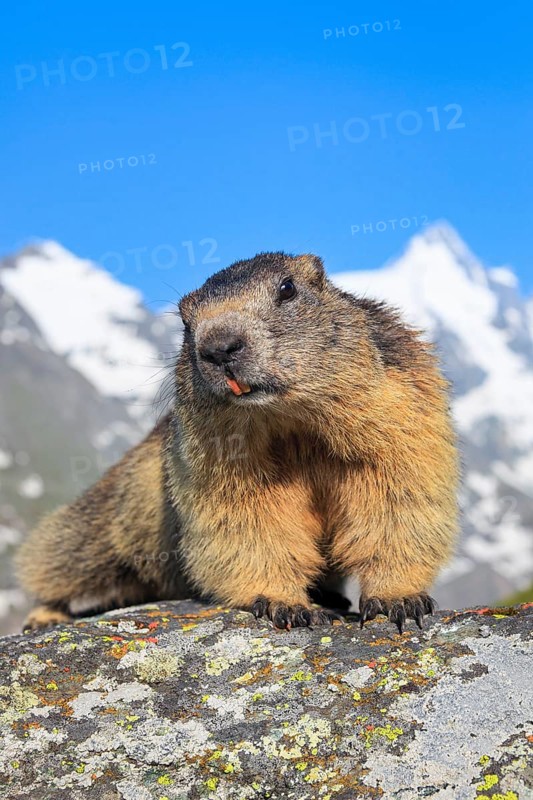 Alpine Marmot