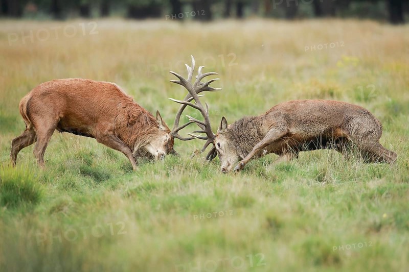 Red Deer or Hart