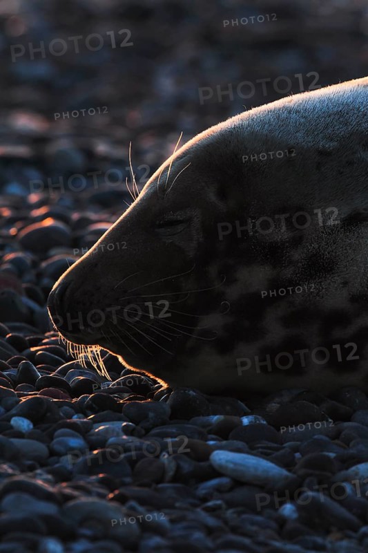 Grey seal