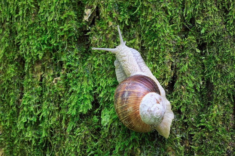 Burgundy snail