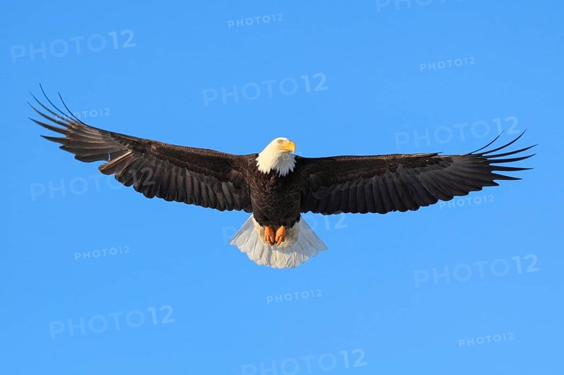 Bald eagle