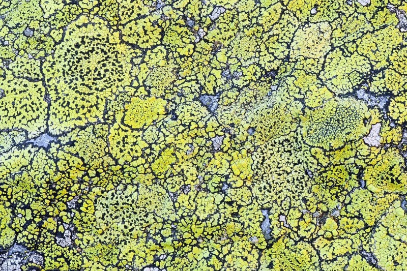 Lichens on rock in the Swiss Alps at Sustenpass