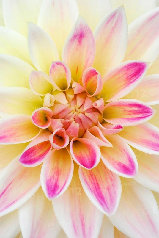 Dahlia
