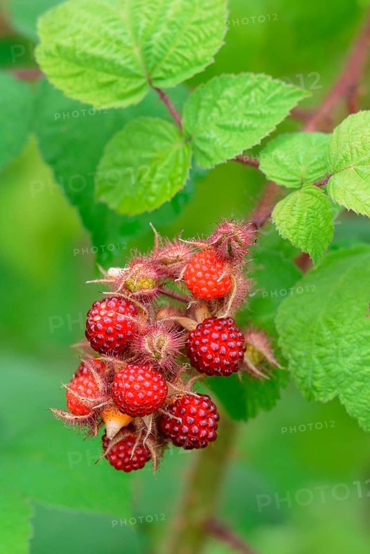 Japanese Wineberry