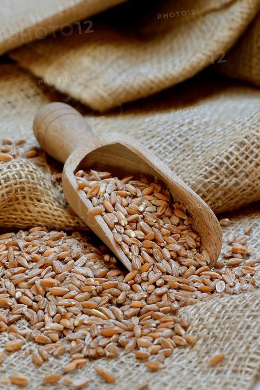 Dinkel wheat
