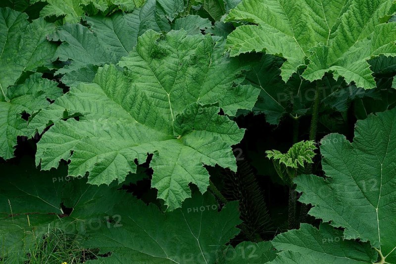 Gunnera