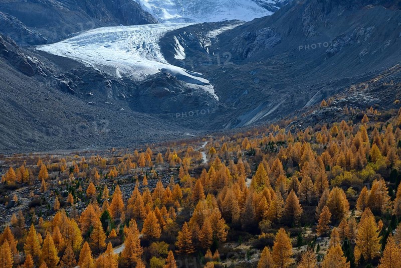 Foothills of the Morteratsch Glacier with larch