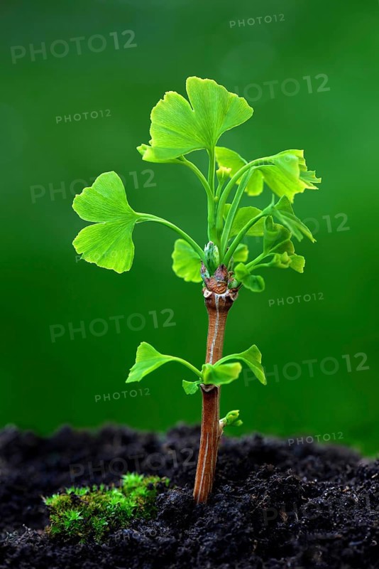 Leaf shoots of ginkgo tree
