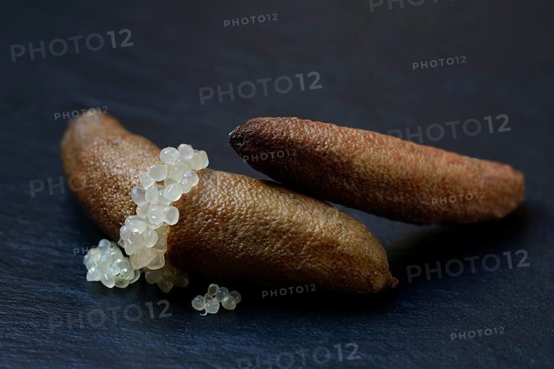 Australian finger lime
