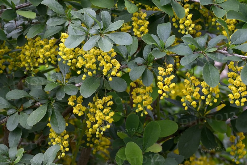 Sour thorn