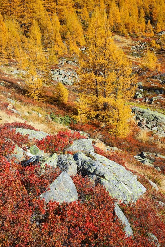 Larch forest and blueberry bushes