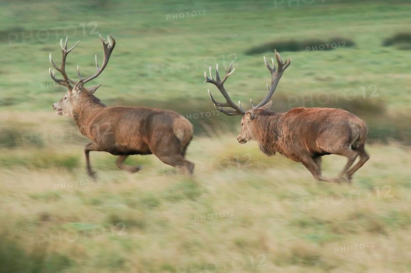 Red Deer or Hart