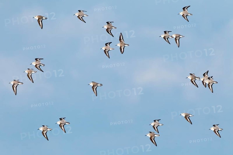 Sanderling