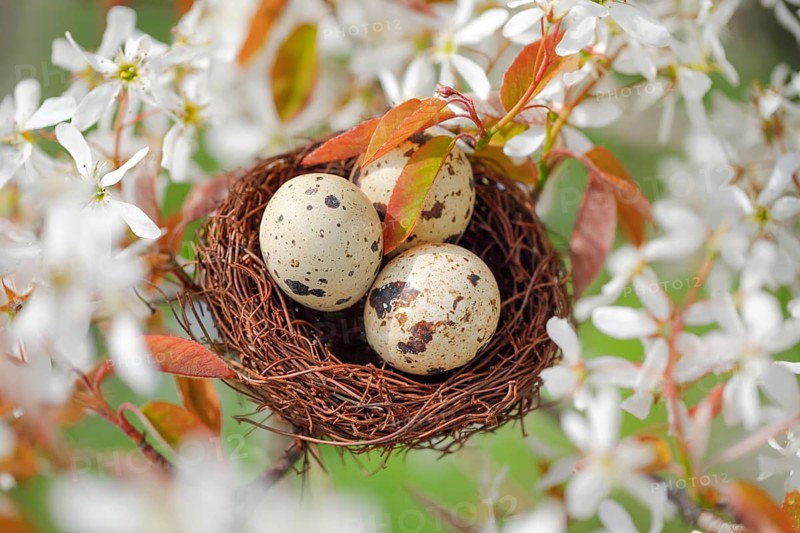 Nest in weeping pear tree